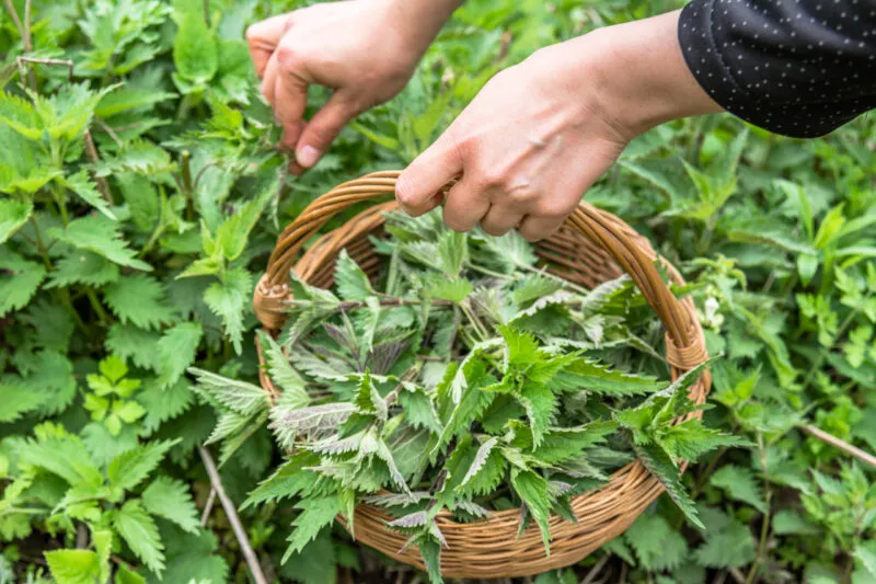 Cueillette plantes médicinales