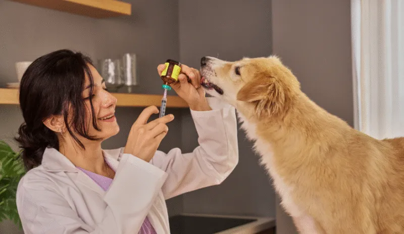 Formations à destination des Vétérinaires